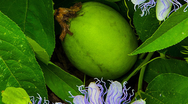 Ignite Your Passion as a Marketer with Selligent’s Maypop Release